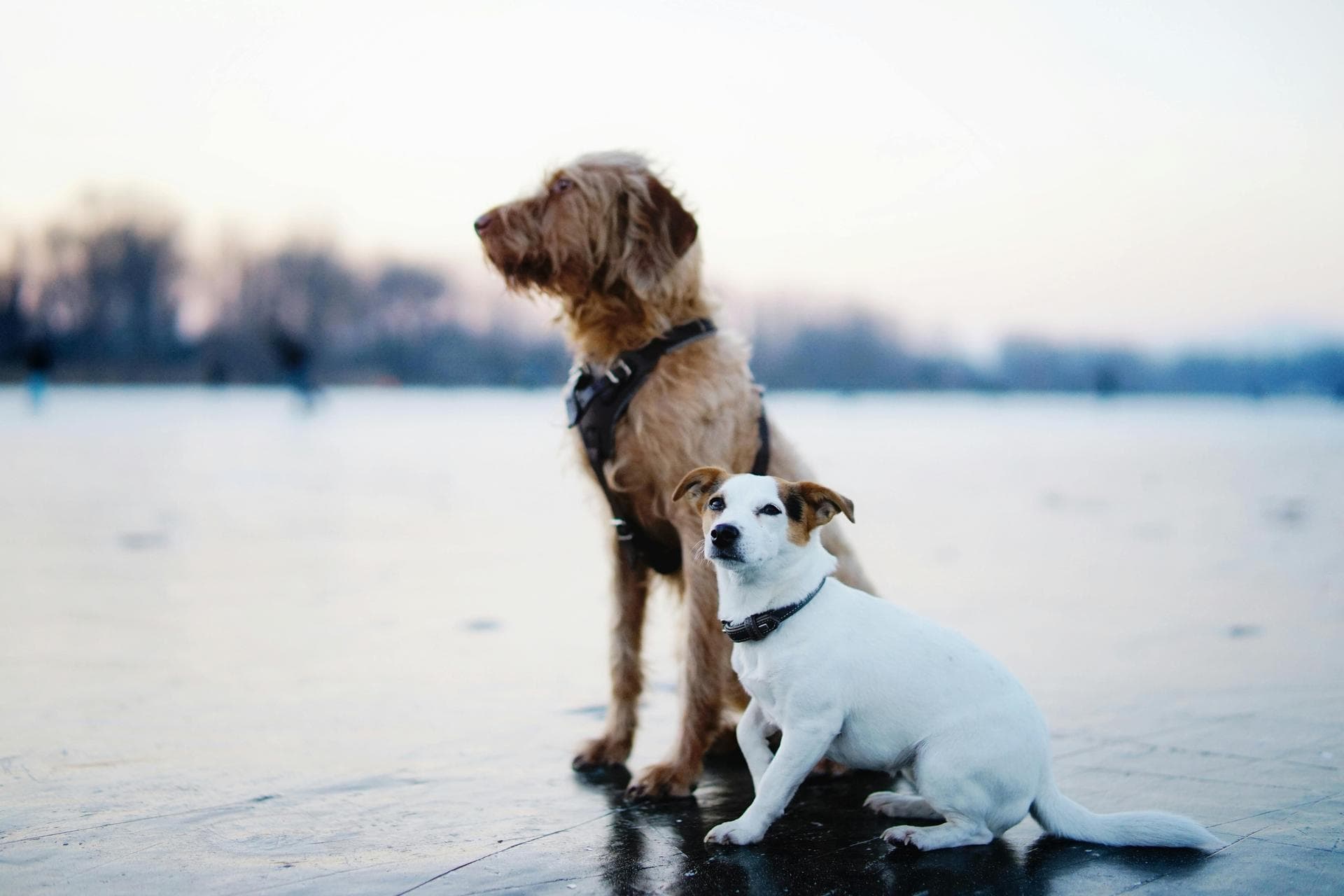 Specialist Vets in Monroe